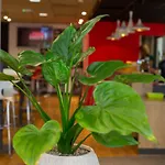Hotel Ibis Sud Montpellier